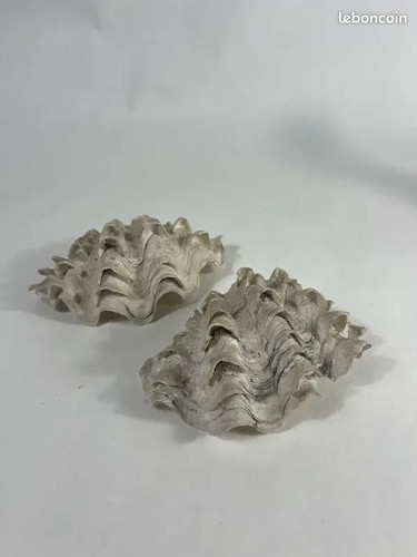 Original vintage riesenmuschel - vintage,