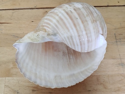 Sammler gastropode muschel - sammler,