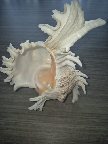 Murex ramosus muschel vom - murex,