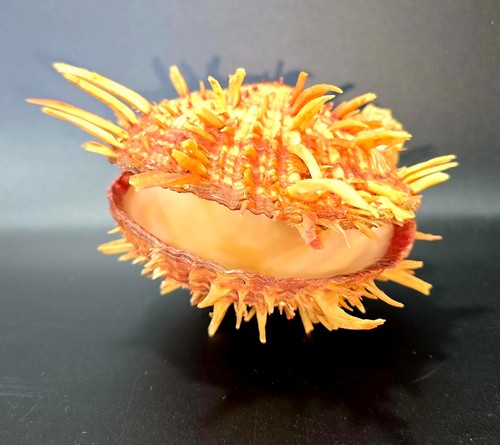Echte spondyle muschel - echte,