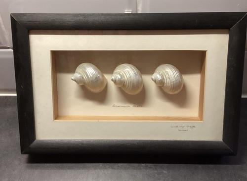 Schöne große muscheln - große,