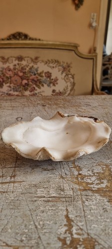 Schöne tridacna gigas clam - gigas,