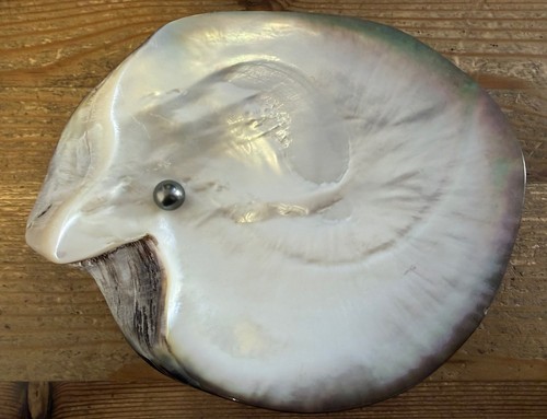 Große leere muschel - leere, tasche
